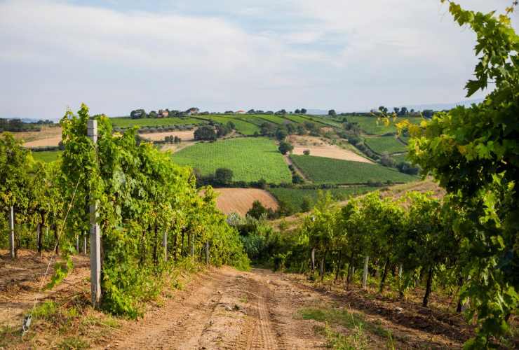 differenza vino: biologico e naturale