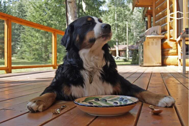 alimenti che può mangiare cane