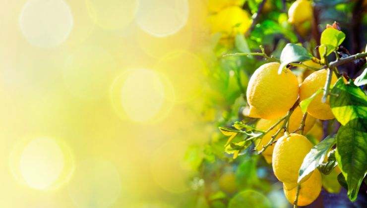 Limoni utilizzali per pulire casa