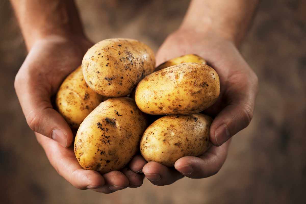 Punti cucina conservi patate